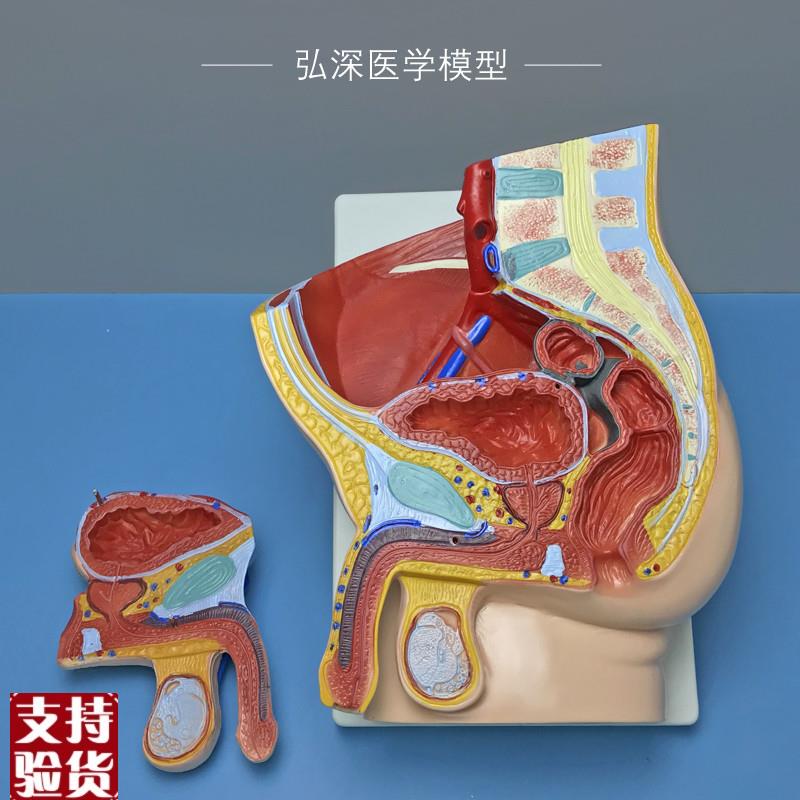 男性矢状解剖模型2部件可拆人体生殖系统结M构盆腔医学示教学模具