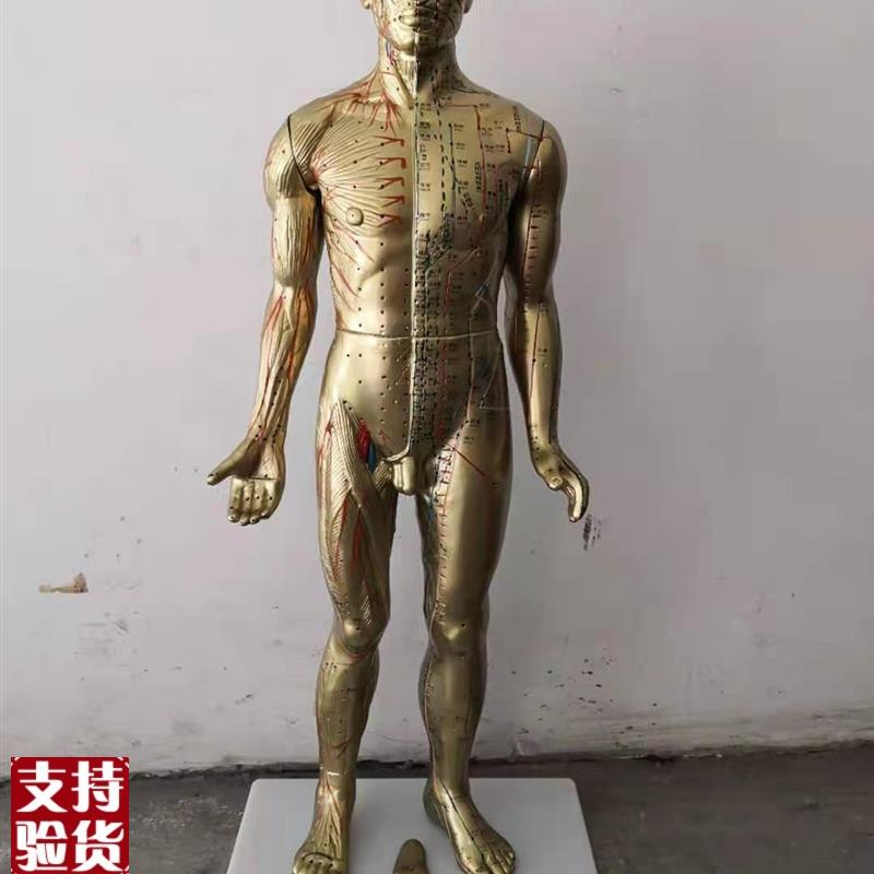 85CMd人体针灸模型中医经络穴位模