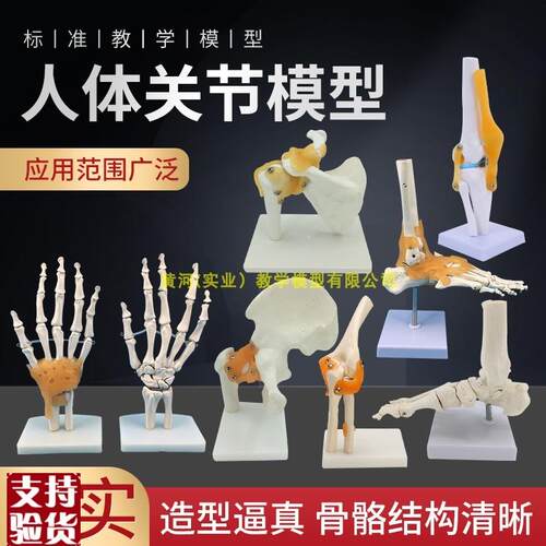 人体膝关节功能模型肩关节肘关节手关G节脚关节髋关节可动骨骼模