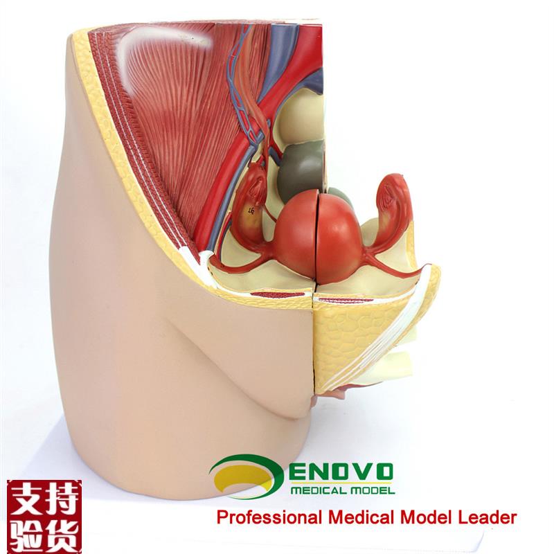 ENOVO颐诺女性盆腔解剖模型生殖泌尿子K宫胚胎儿妇产科医学用教学