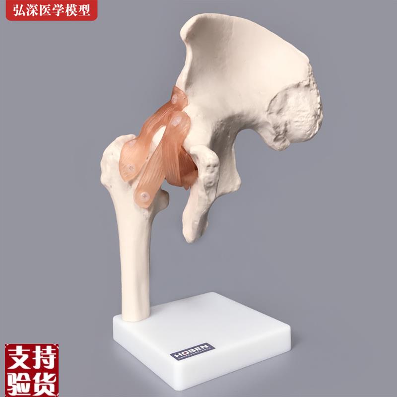 髋关节模型髋骨骼韧带p腿骨股骨盆结构骨科人体医学教学模具教具