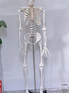 直销170CM白色人体骨骼模型人骨架人骷髅静物绘U画影视密室逃生