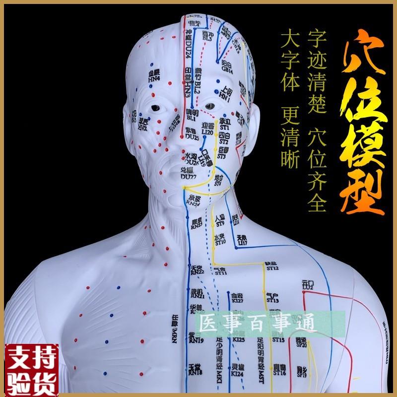 中医针灸穴位图人体模型q85cm男模型清晰经络小人体针灸穴位模具