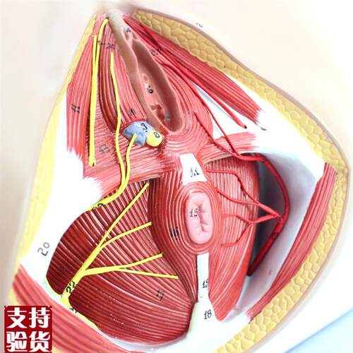 ENOVO正品女性会阴盆部血管神经eriGneum解剖模型生殖泌尿肛肠科