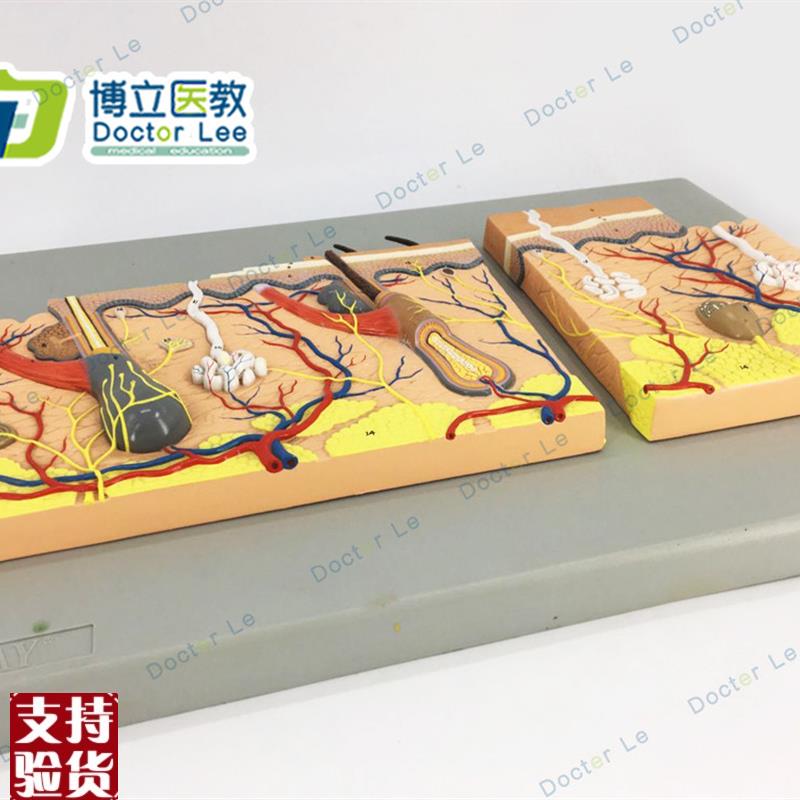 平面皮肤模型皮肤组织结构放大平面I皮肤模型人体皮肤解剖模型