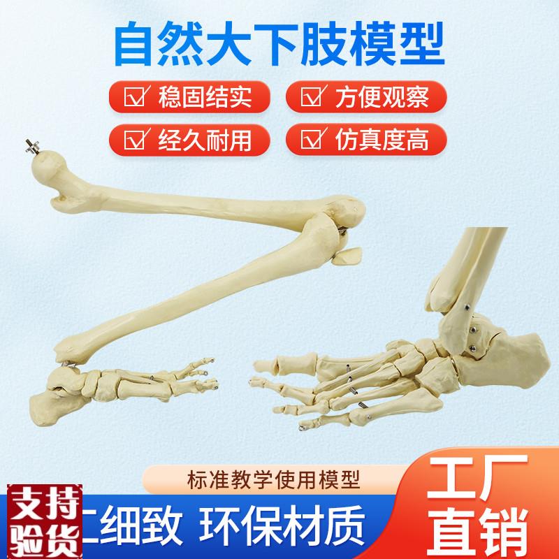 自然大人体上肢下肢骨骼模型成人手C臂肱骨尺桡骨1比1手骨手掌脚