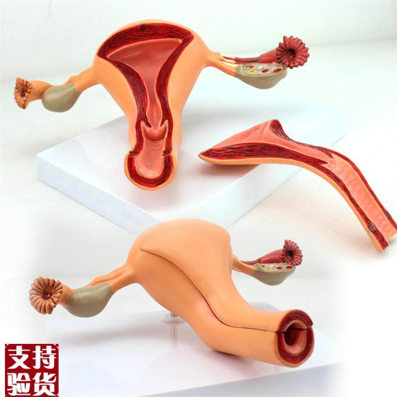 颐诺正品医用女性内生殖器官解B剖模型子宫卵巢生殖结构妇科模型