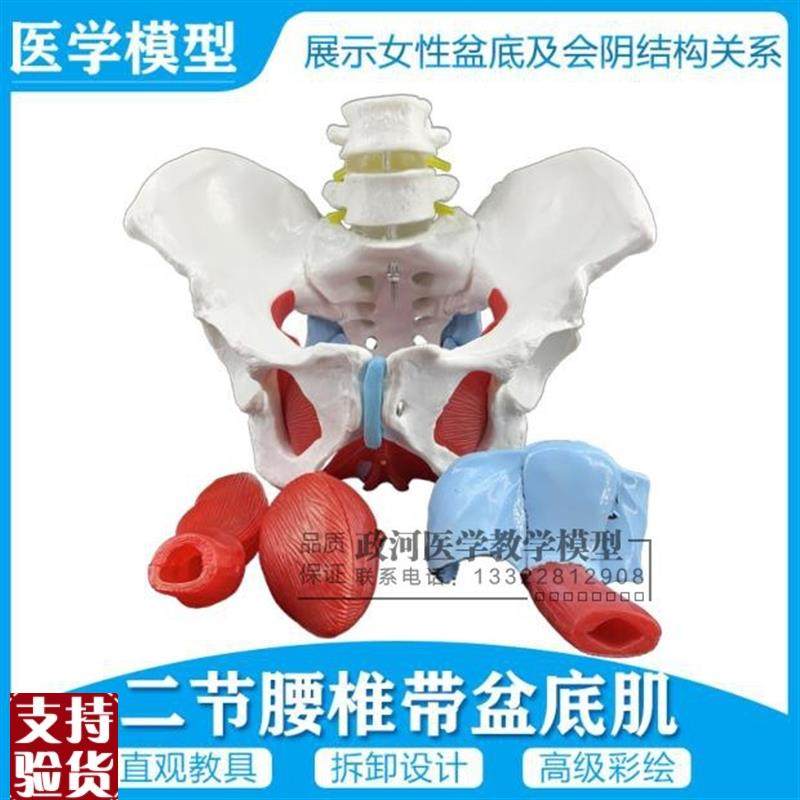 女性骨盆生殖器j官模型盆腔盆底肌结构骨盆附盆底肌二节腰椎模型