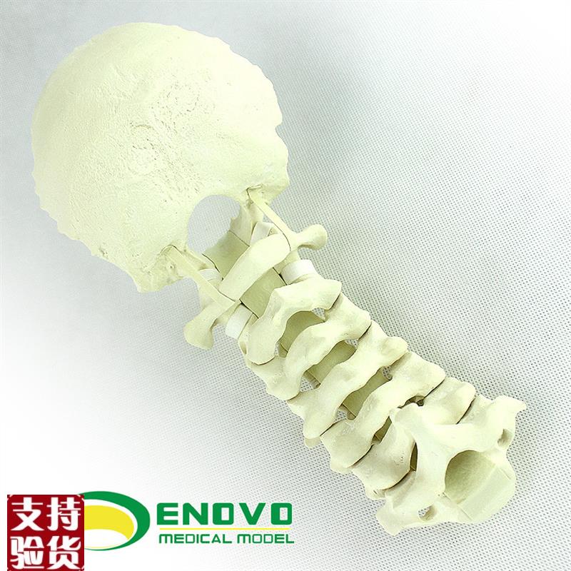 ENOVO正品人体颈椎后路系统手术PCF操作仿真M骨Sawbone骨科模型