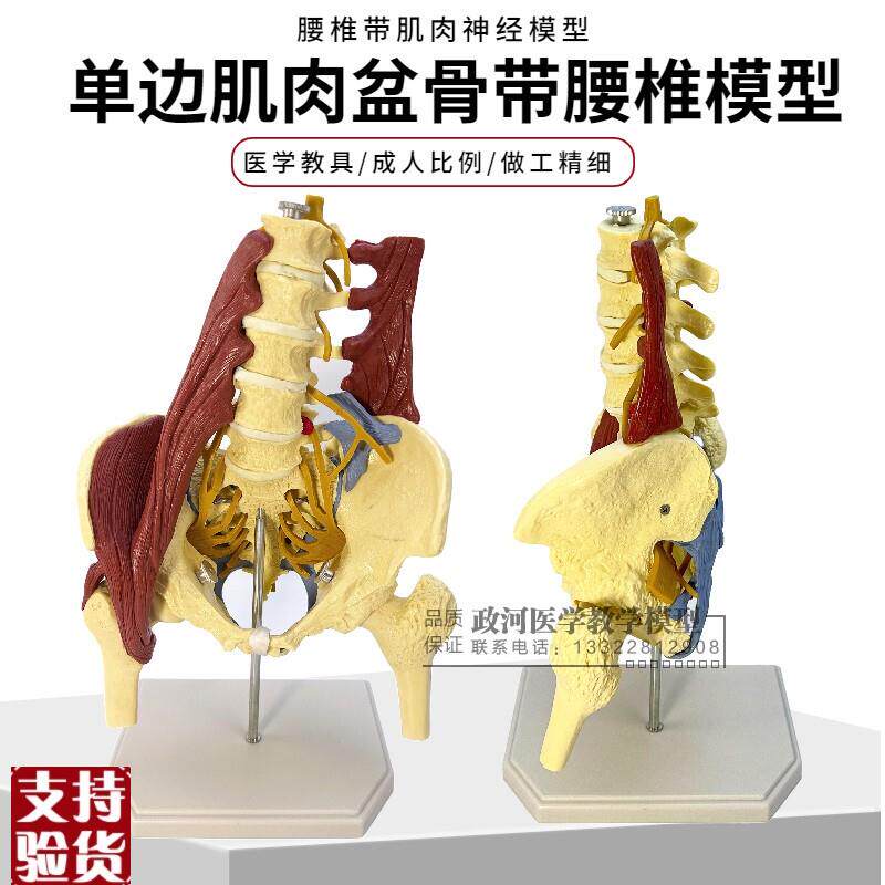 人体腰椎带骨盆肌肉模型盆骨腰间盘突出J产妇盆底肌修复演示教学