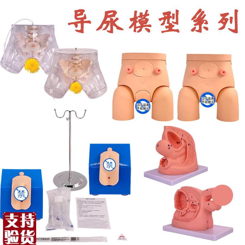 男性内外生殖器解剖及男性导尿模型G男性泌尿系统生殖系统模型