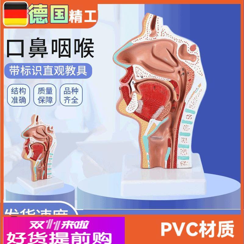 头部解剖模型口鼻咽喉 鼻腔病理模型 口鼻咽喉内侧面血管神经模型
