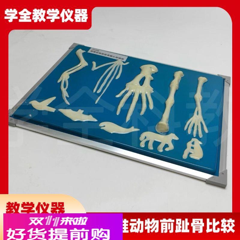 脊椎动物骨骼模型前肢标本比较生物课实验展示器初中高中教学仪器