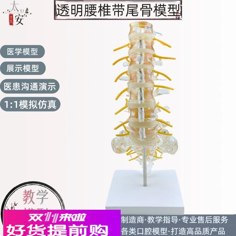 透明腰椎带尾骨椎间盘脊神经骶骨尾椎骨模型脊椎脊柱骨科立体教学