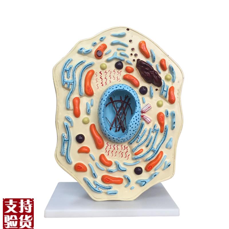 向阳花正品动物细胞F模型厂家直销包邮