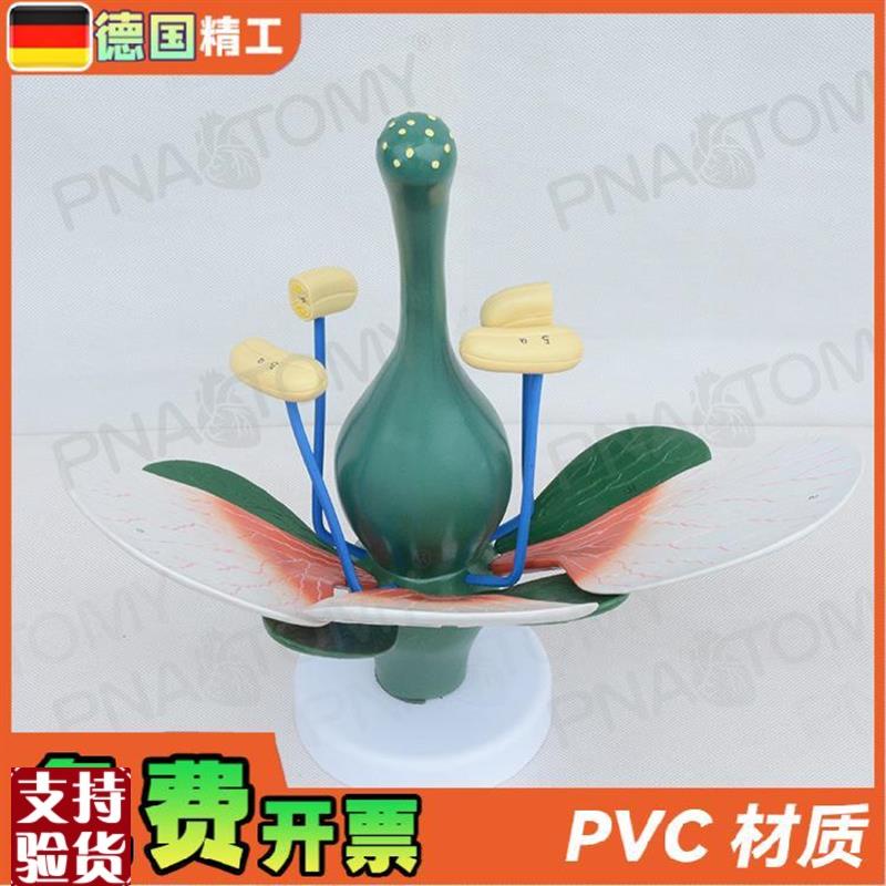 德国】桃花双子叶花绿色花蕊x植物构造放大结构解剖模型生物教学