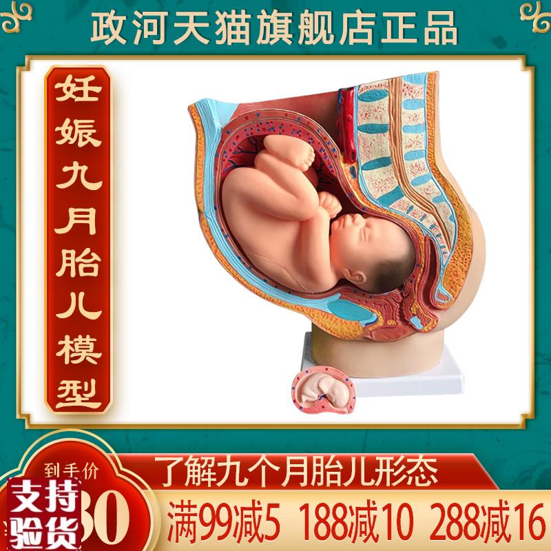 政河妊娠九个月胎儿形态模u型女性怀孕婴儿子宫器官结构解剖医院
