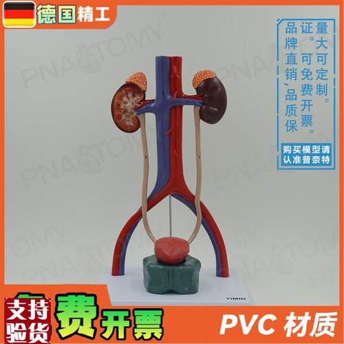 德国】人体膀胱肾脏输尿管尿道A泌尿生殖系统动静脉解剖模型泌尿