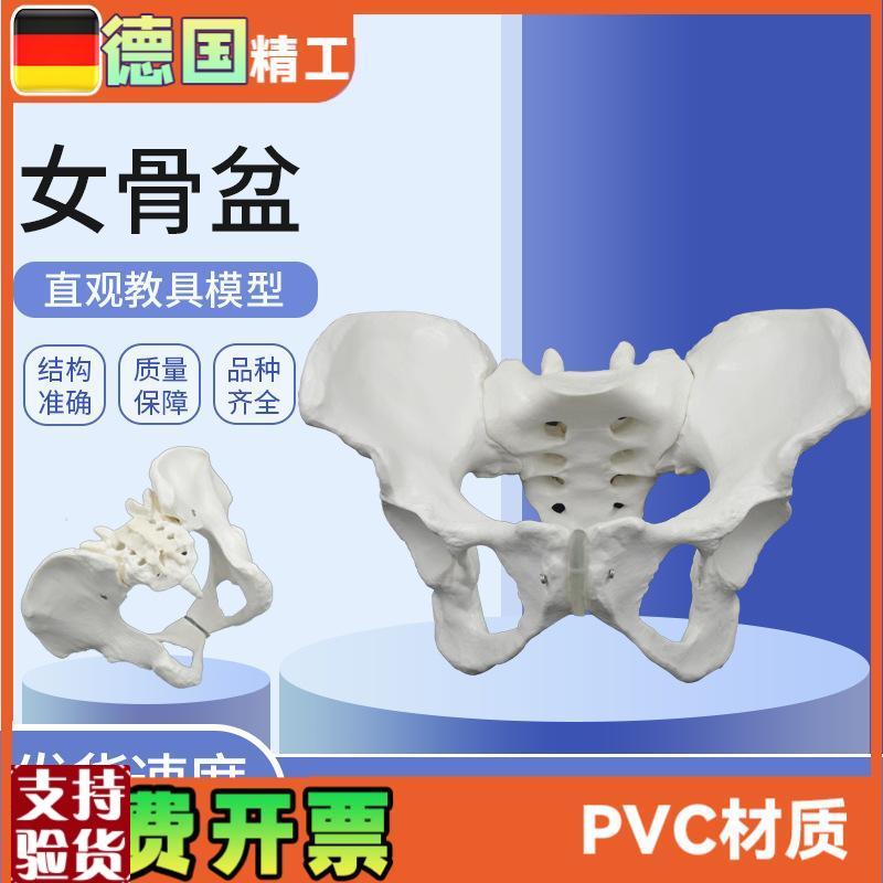 女性骨盆模型骨骼教具月子中心妇产科检查P助产教学产后修复用