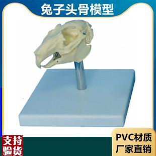 兔子骨骼模型仿真标本生物课教学仪D器内脏可拆卸皮肤解剖兔子结
