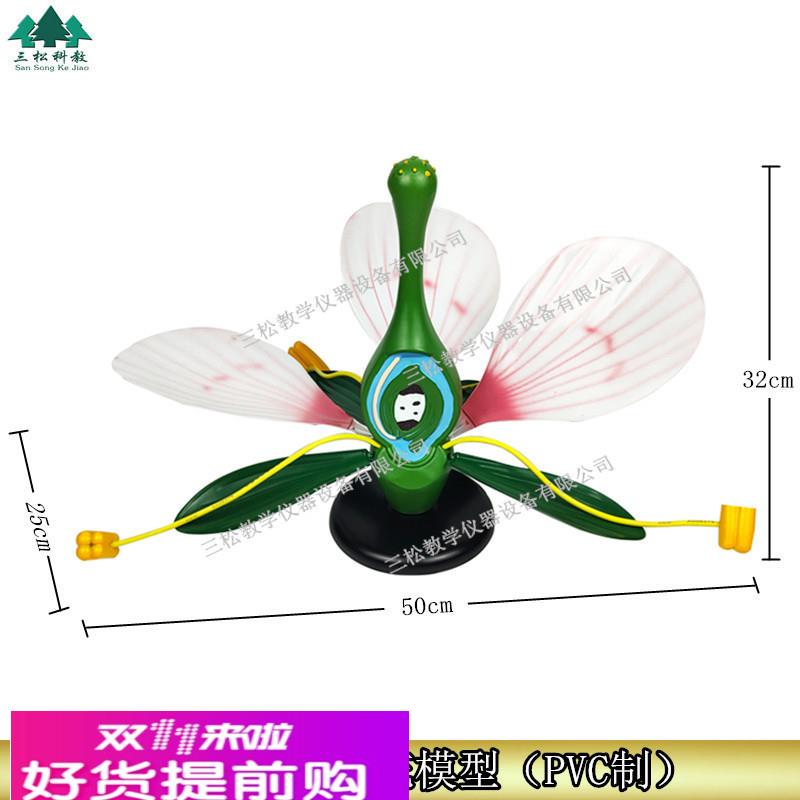 桃花典型双子叶花构造绿色植物花蕊生物展示医学教学苹果花模型