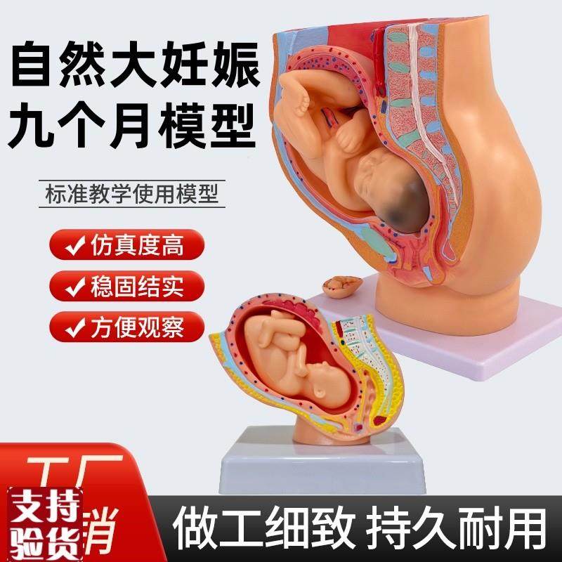 女性盆腔自然大妊娠九个月胚胎模型分娩直观B计划生育胚胎发育教