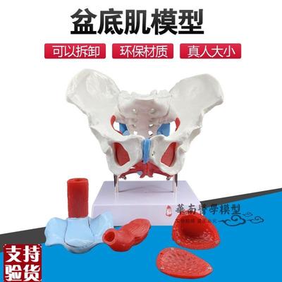 女性骨盆模型骨盆附盆底肌模型子宫模型盆O骨分娩助产教学模型