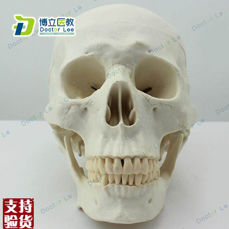 艺用美术人头骨模型头颅骨解剖模U型标本亚洲版