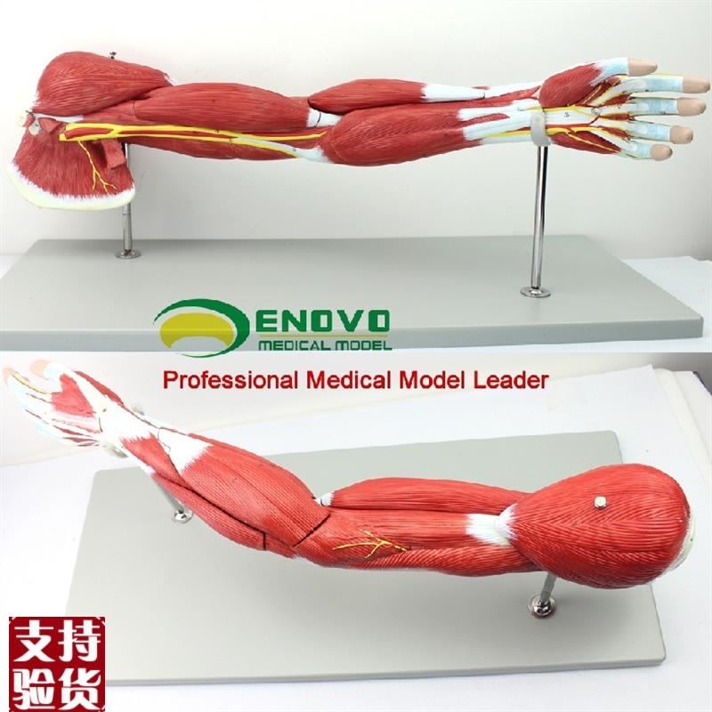 ENOVO医学人体上肢肌肉解剖模型手臂神经血管动静脉Y结构胳膊肌肉