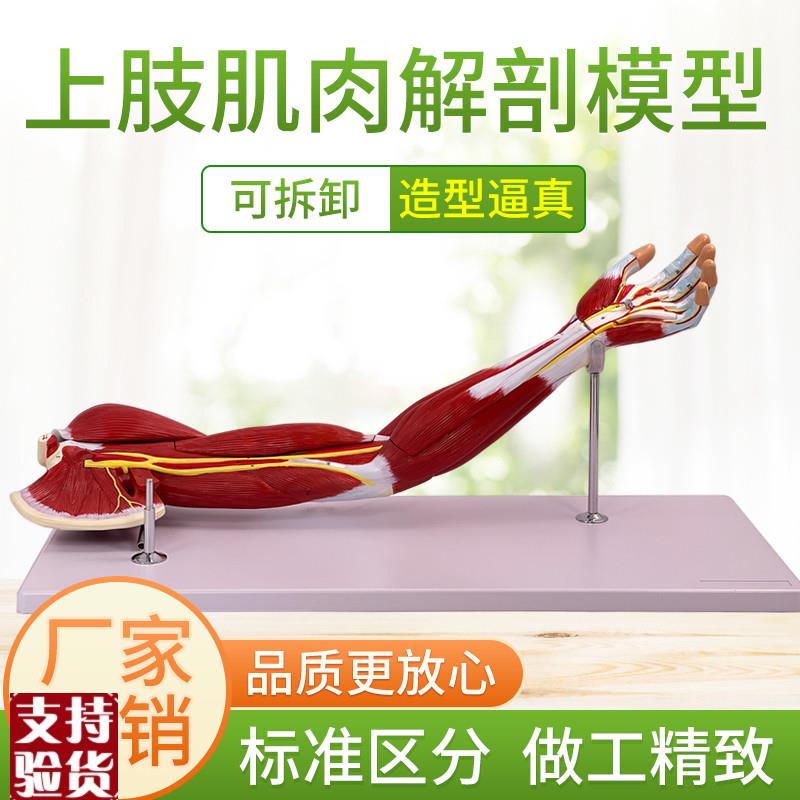 医学人体下肢肌肉血n管神经模型腿部运动系统自然大上肢肌肉解剖
