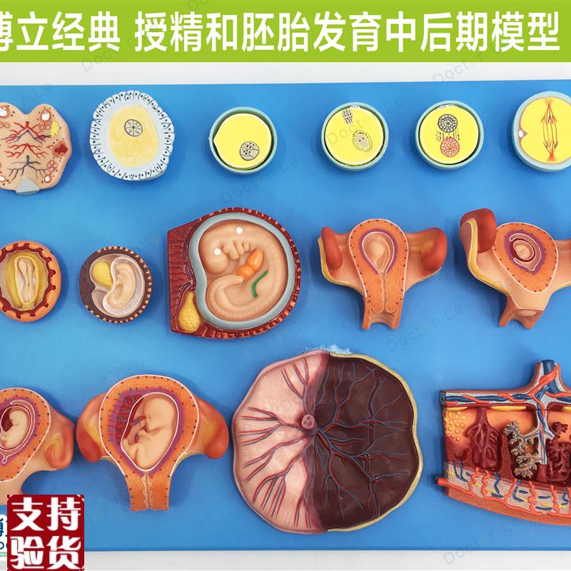 授精和胚胎发育中后期模型妇y科计生展示胎儿孕育过程模型卵细胞
