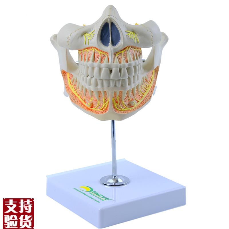 ENOVO颐诺人j体恒牙解剖模型成人牙列上下颌骨口腔科教学医院教学