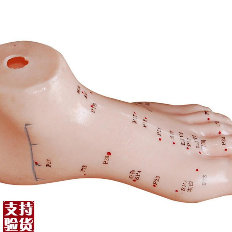 厂家直销13CM足针灸模型针灸穴位足模型足部穴位模.脚针灸模型