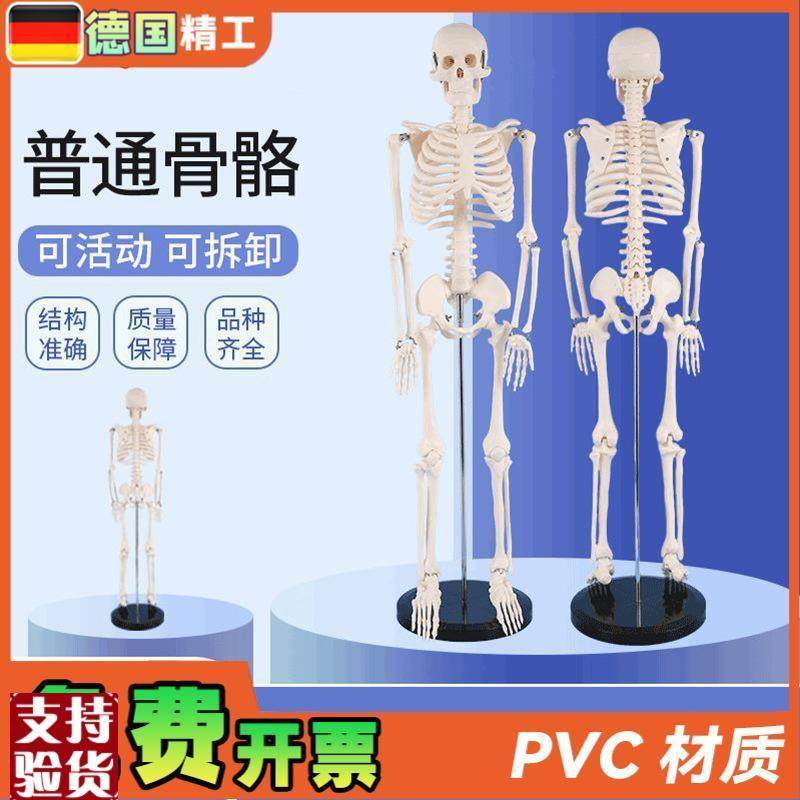德国PNT-010685cm人体骨B骼模型骨架正骨健身房瑜伽展示