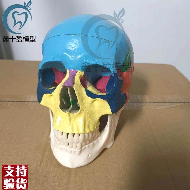 口腔仿真彩色头颅模型可拆卸牙科教具骷髅M头医学颅骨头骨标本头