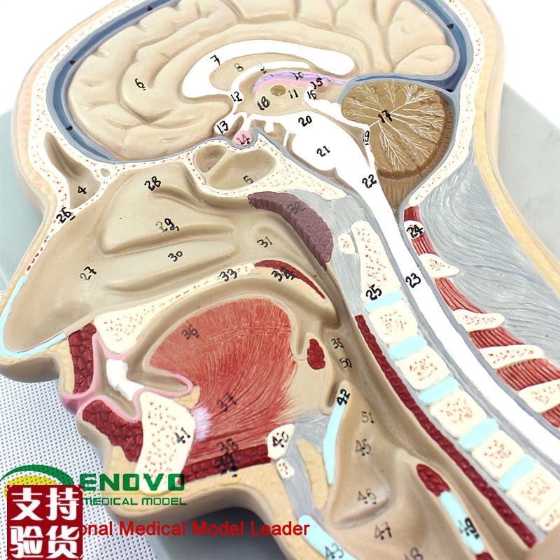 颐诺正品人体医用头部s切面模型大脑模型颅骨耳鼻喉解剖鼻咽腔