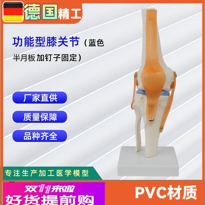 功能型膝关节模型可弯曲十字韧带半月板 灵活膝关节骨骼模型