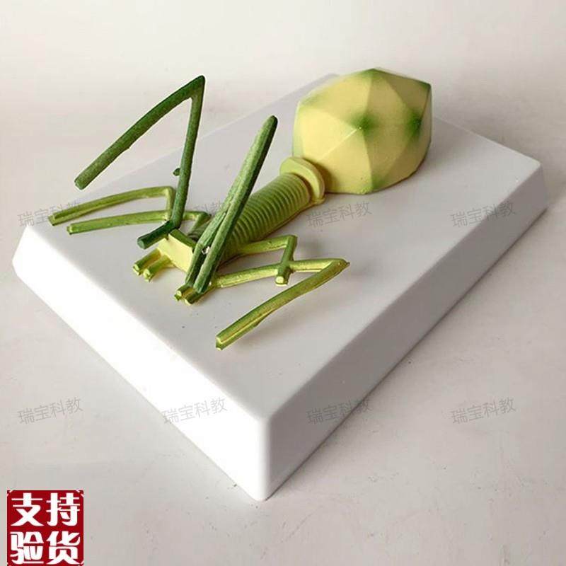 噬菌体细菌模型真菌藻类t放线菌螺旋体中学装备生物实验器材,玩具/童车/益智/积木/模型,其他模型玩具,淘宝优惠券,粉丝福利购,淘宝优惠卷