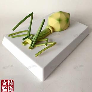 噬菌体细菌模型真菌藻类t放线菌螺旋体中学装备生物实验器材