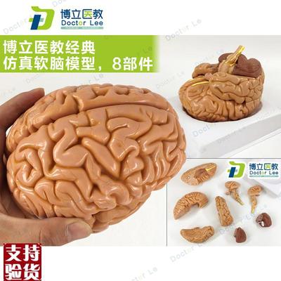 教学仿真脑附动脉模型优质1:1自然大脑带动脉解剖皮层标.本分8部