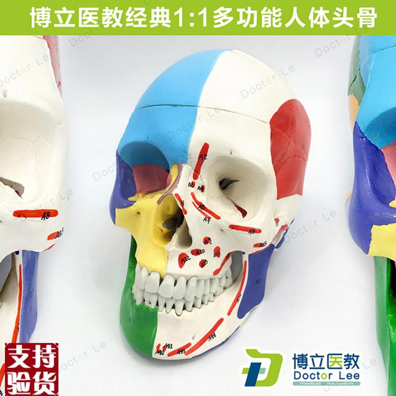 医学艺用人体头骨颅骨模型v头骨分区肌肉模型神经骨科教学正骨骨