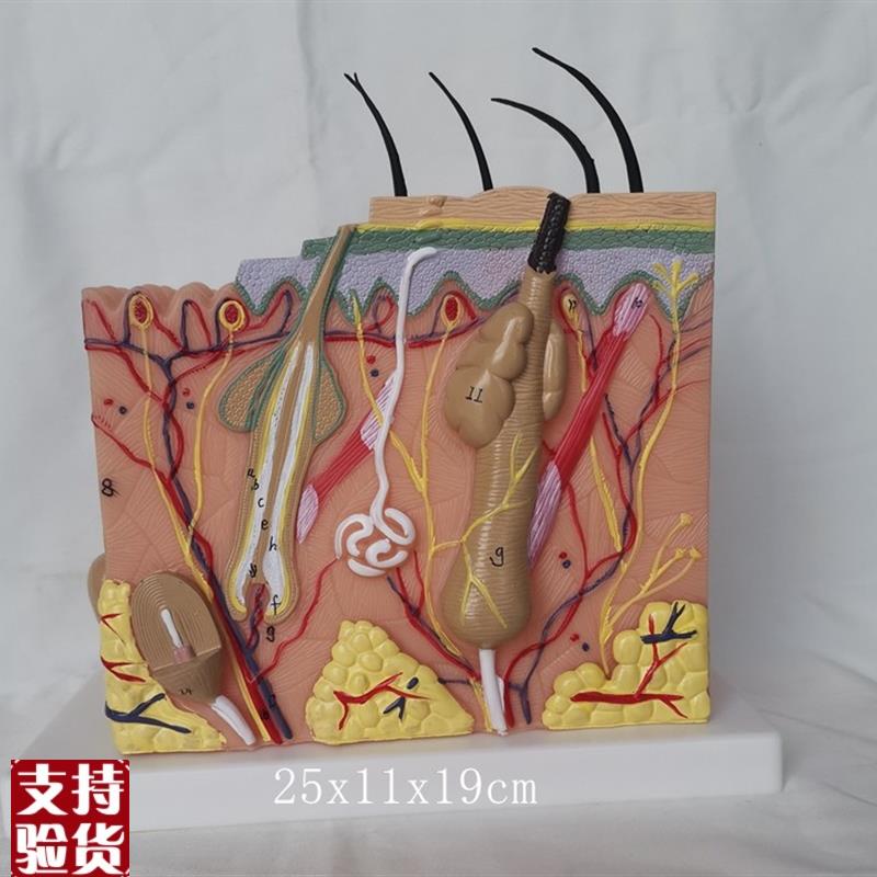 人体50倍皮肤深层次解剖放大模型毛囊I皮肤结构医用教学植发讲解