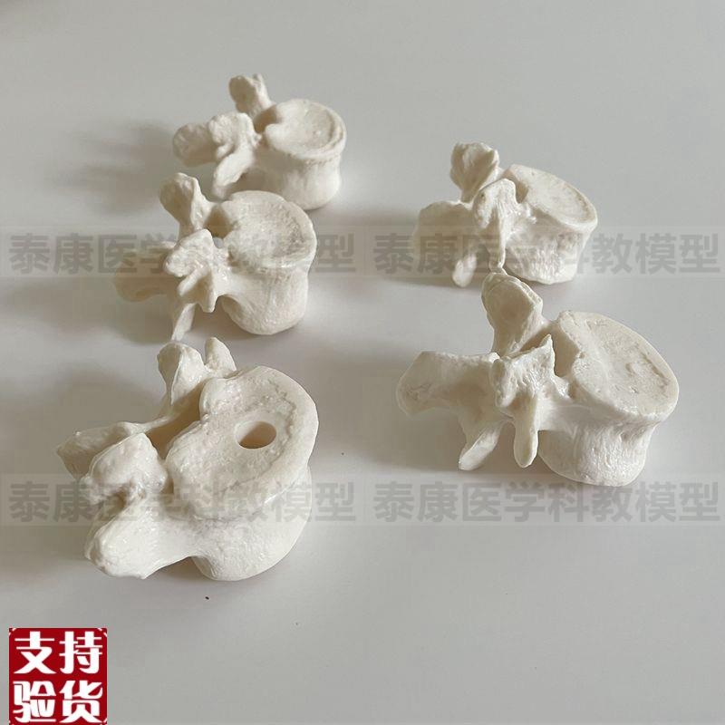 腰椎模型散骨脊j椎结构正骨中医按摩颈椎胸椎人体脊骨盲人健身瑜