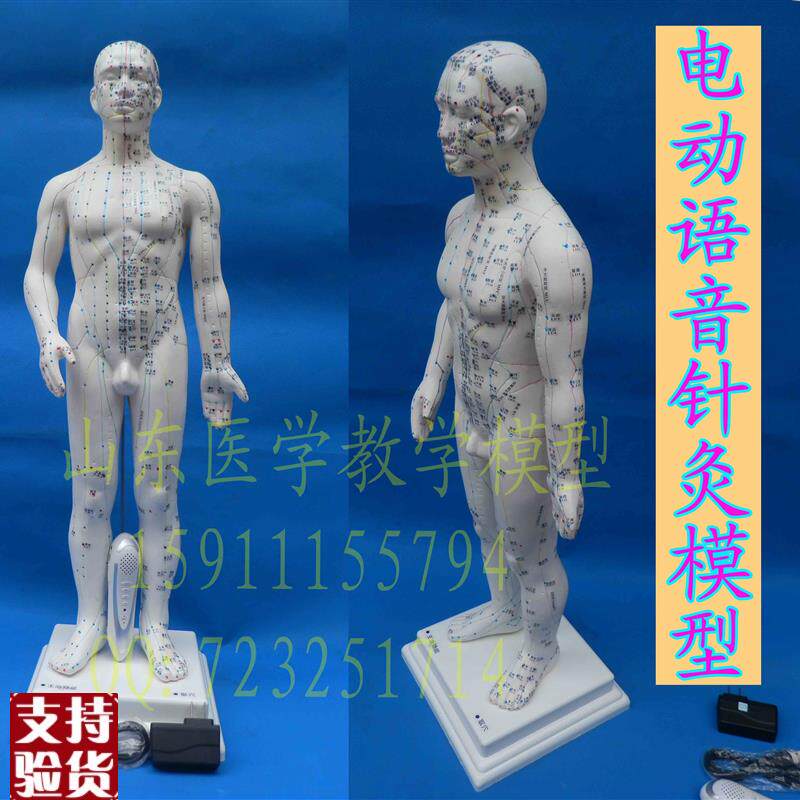 高级智能语音点读人体p穴位模型正品保证语音点读人体针灸经络模