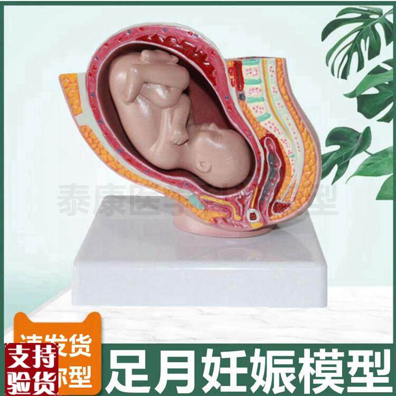 妊娠盆腔模型足月产科胎儿产y位产道子宫生殖受精卵形成妊娠过程