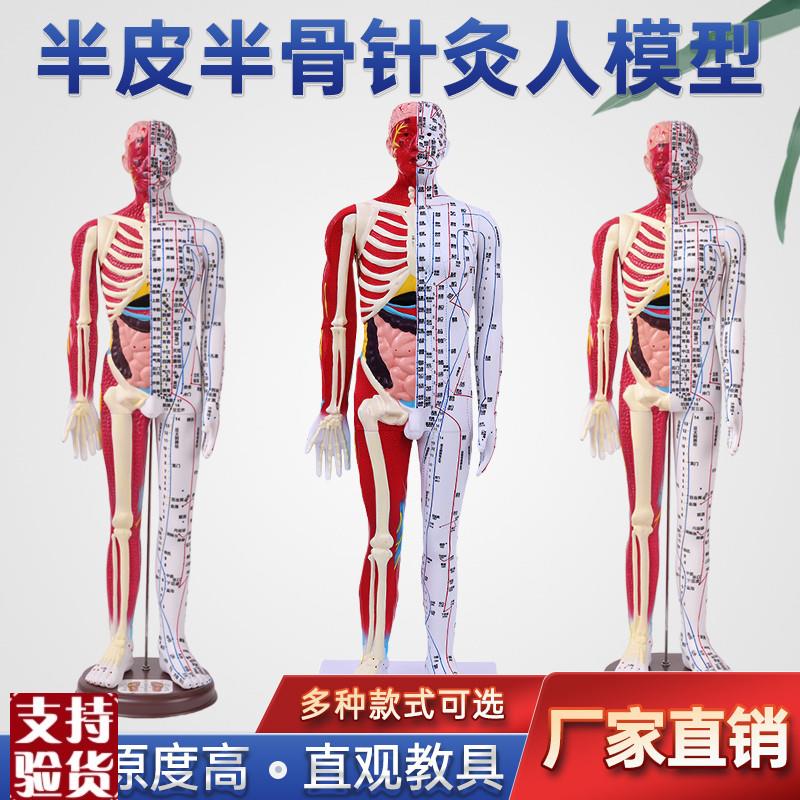 半皮半肌肉解剖6k0CM人体穴位模型反射区经络按摩男女超清晰针灸