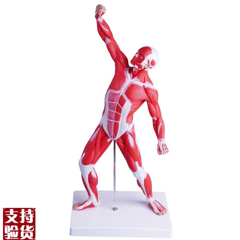 人体全身肌肉模型美术艺术模特医学彩色G运动结构50CM肌肉人解剖