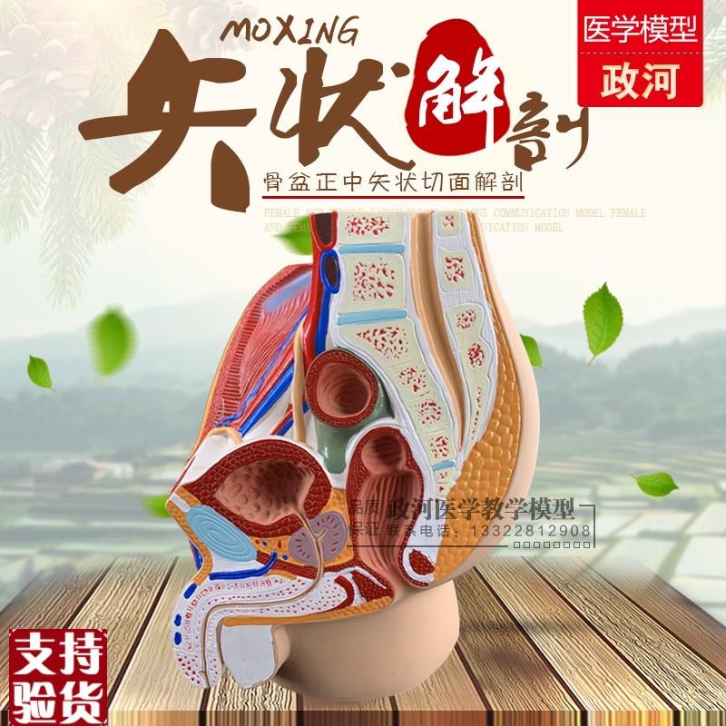 男性生殖泌尿系统模型盆腔解剖结F构模型前列腺生殖器矢状解剖