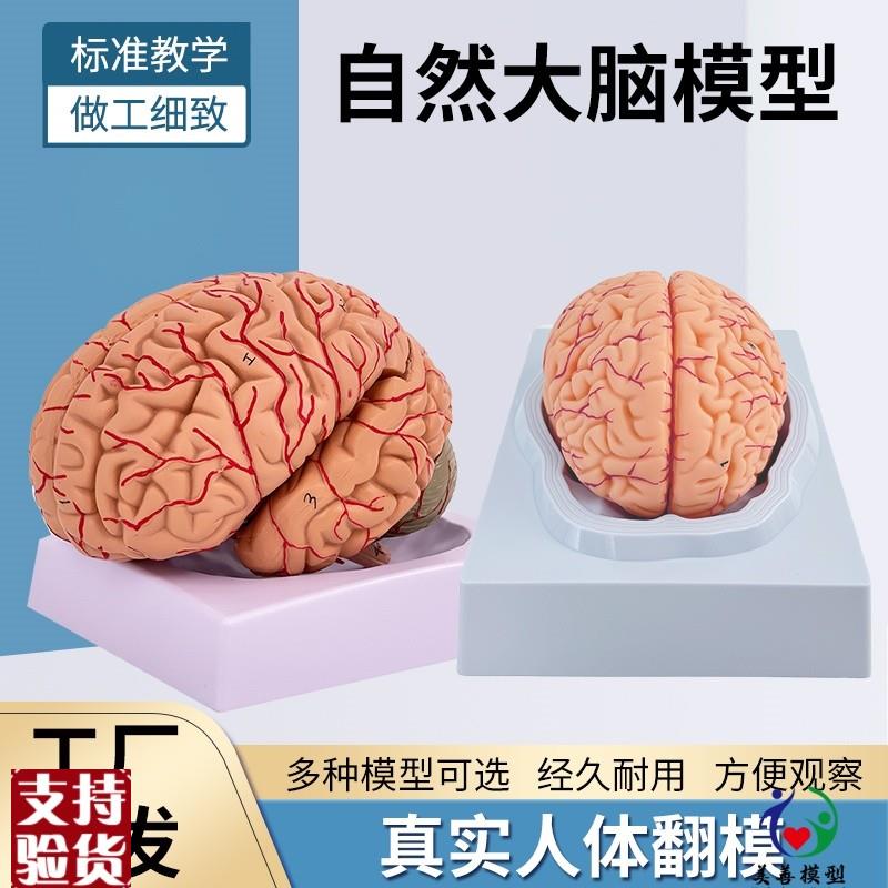高端医学教学神经科脑科u人体大脑解剖模型大脑模型脑分区模型