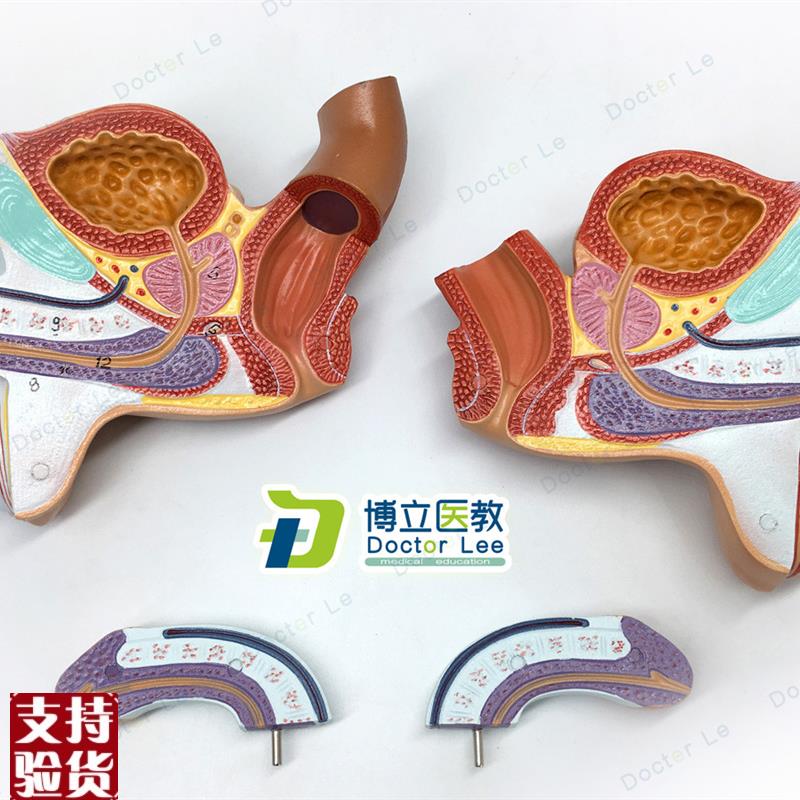 男性内外生殖器泌尿模型男科模型C睾丸解剖模型计生健康展示医教